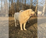 Small Photo #1 Great Pyrenees Puppy For Sale in NEWTON, NC, USA