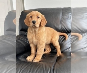 Golden Retriever Puppy for sale in FRANKLIN, IN, USA
