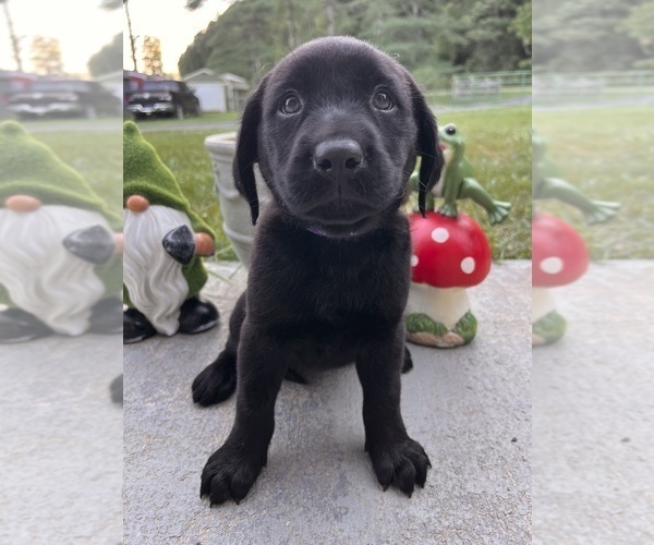 Medium Photo #2 Labrador Retriever Puppy For Sale in NEOLA, WV, USA