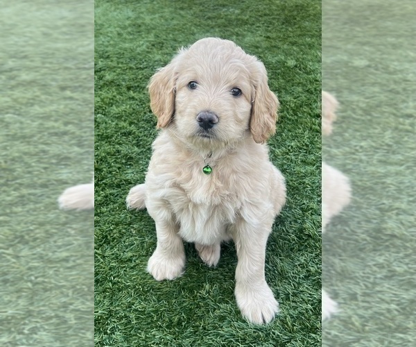 Medium Photo #3 Goldendoodle Puppy For Sale in PHOENIX, AZ, USA