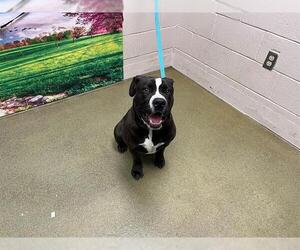 American Pit Bull Terrier-Unknown Mix Dogs for adoption in Moreno Valley, CA, USA