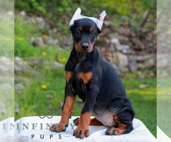 Medium Photo #3 Doberman Pinscher Puppy For Sale in NEWMANSTOWN, PA, USA