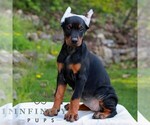 Small #2 Doberman Pinscher