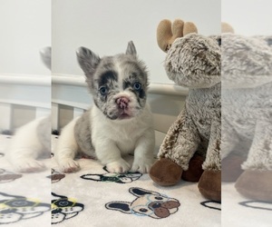 French Bulldog Puppy for sale in LAS VEGAS, NV, USA