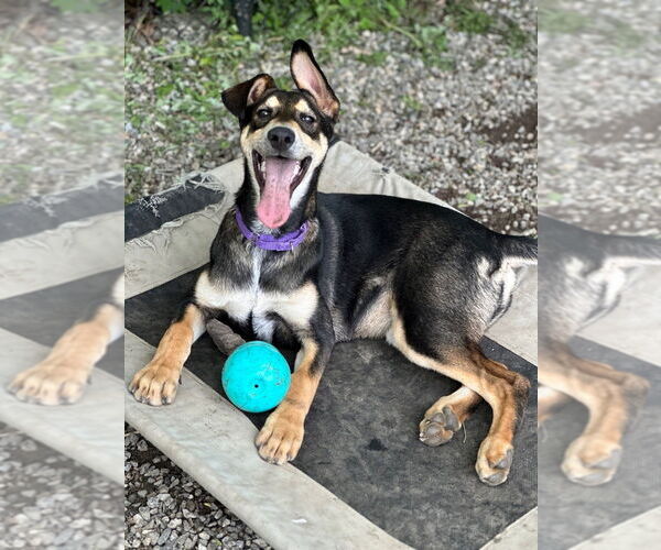 Medium Photo #1 Huskies -Unknown Mix Puppy For Sale in Elmsford, NY, USA
