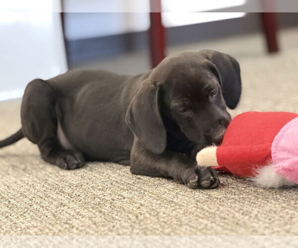Medium Photo #7 Labrador Retriever-Unknown Mix Puppy For Sale in Brewster, NY, USA