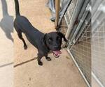 Small #2 Labrador Retriever-Mountain Cur Mix