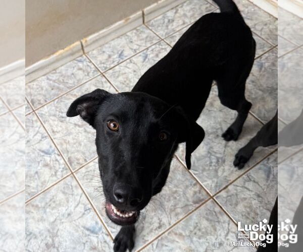Medium Photo #4 Labrador Retriever-Unknown Mix Puppy For Sale in Washington, DC, USA