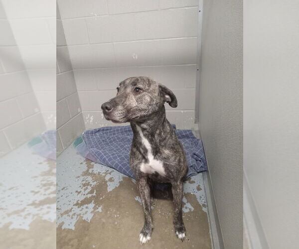 Medium Photo #2 American Staffordshire Terrier-Unknown Mix Puppy For Sale in Pierceton , IN, USA