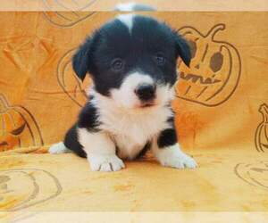 Pembroke Welsh Corgi Puppy for sale in KEENESBURG, CO, USA
