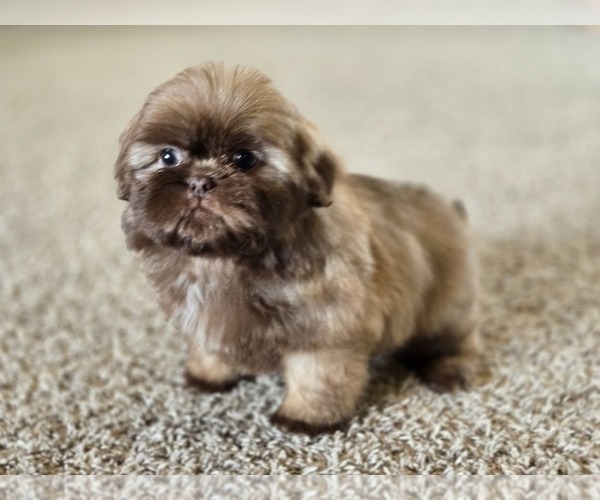 Medium Photo #1 Shih Tzu Puppy For Sale in CARLYLE, IL, USA