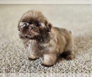 Shih Tzu Puppy for sale in CARLYLE, IL, USA