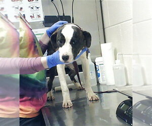 Mutt Dogs for adoption in Fayetteville, NC, USA