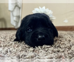 Labrador Retriever Puppy for sale in AUGUSTA, WI, USA