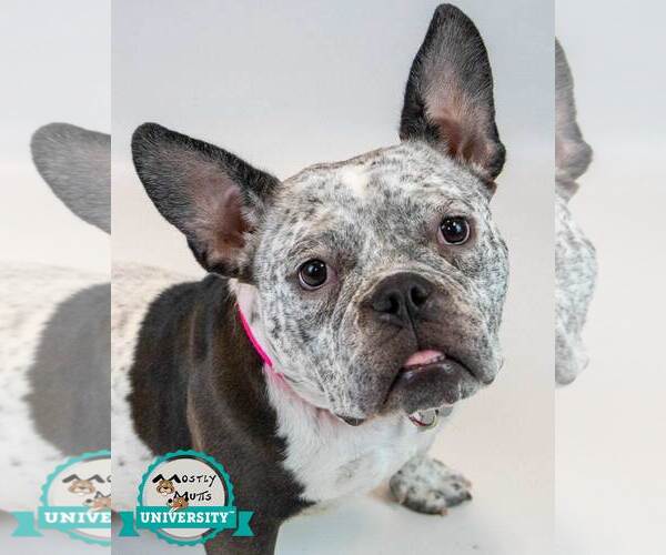 Medium Photo #1 Bulldog-Unknown Mix Puppy For Sale in Kennesaw, GA, USA