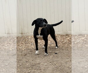 Boots - Male Border Collie-Unknown Mix Dog for Adoption - Photo #2