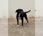 Small #1 Border Collie Mix