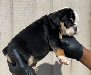 English Bulldog Puppy for sale in JERSEY CITY, NJ, USA