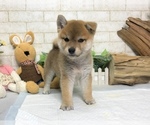 Small Photo #5 Shiba Inu Puppy For Sale in REDWOOD CITY, CA, USA