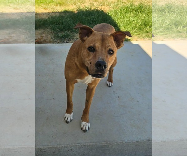 Medium Photo #6 Carolina Dog-Mountain Cur Mix Puppy For Sale in Orangeburg, SC, USA