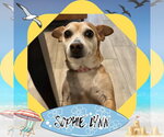 Small Photo #11 Chiweenie Puppy For Sale in San Antonio, TX, USA