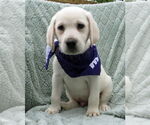 Small #3 Labrador Retriever
