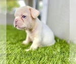 Small Photo #86 French Bulldog Puppy For Sale in ORLANDO, FL, USA
