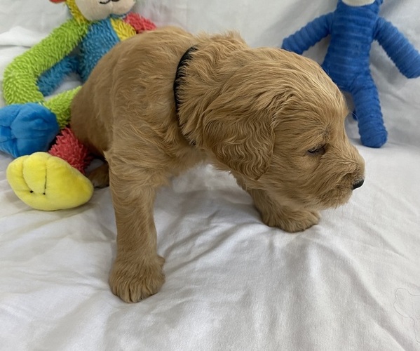 Medium Photo #3 Goldendoodle Puppy For Sale in TARPON SPRINGS, FL, USA