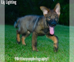 German Shepherd Dog Puppy for sale in MULBERRY, FL, USA