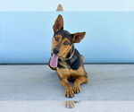 Small Doberman Pinscher Mix