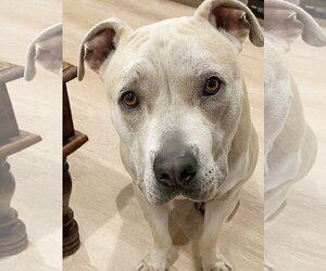 American Staffordshire Terrier-Unknown Mix Dogs for adoption in Marina del Rey, CA, USA