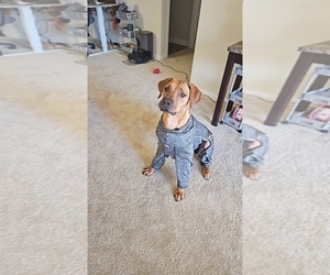 Rhodesian Ridgeback Puppy for sale in MOORESVILLE, NC, USA