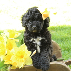 Miniature Bernedoodle Puppy for sale in GAP, PA, USA