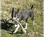 Small Photo #1 Rat Terrier Puppy For Sale in SAVOY, TX, USA