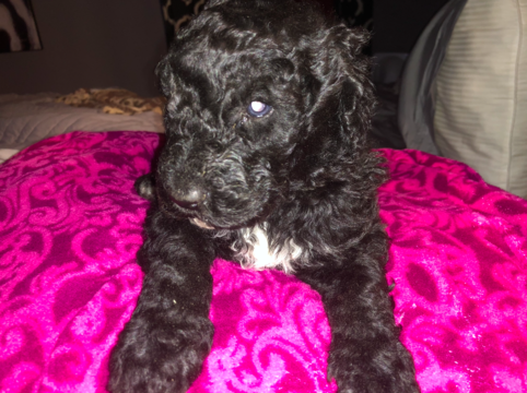 Medium Photo #1 Labradoodle Puppy For Sale in KNOXVILLE, TN, USA