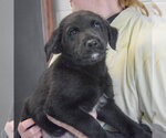 Small #1 Golden Retriever Mix