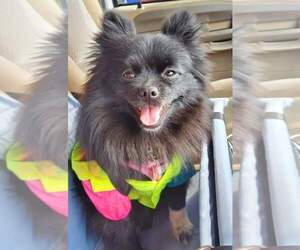 Mother of the Pomeranian puppies born on 03/06/2025
