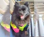 Small Photo #1 Pomeranian Puppy For Sale in HARKER HEIGHTS, TX, USA