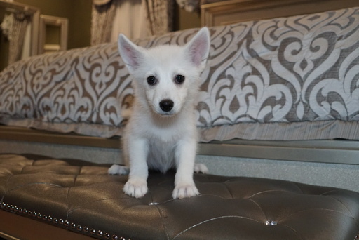 Medium Photo #9 Pomsky Puppy For Sale in DRACUT, MA, USA