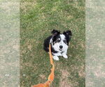 Small #3 Australian Shepherd
