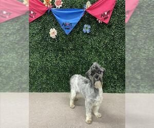 Shih Tzu-Unknown Mix Dogs for adoption in Grasswood, Saskatchewan, Canada