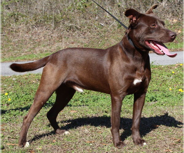Medium Photo #3 Labrador Retriever-Unknown Mix Puppy For Sale in Prattville, AL, USA