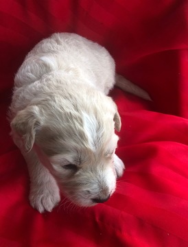 Medium Photo #1 Pyredoodle Puppy For Sale in LIBERTY, MS, USA
