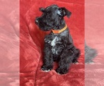 Small #4 Schnauzer (Miniature)