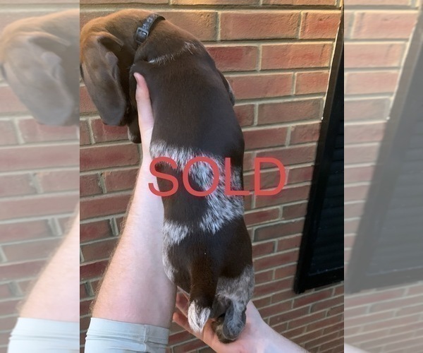 Medium Photo #15 German Shorthaired Pointer Puppy For Sale in MARIETTA, GA, USA
