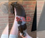 Small Photo #15 German Shorthaired Pointer Puppy For Sale in MARIETTA, GA, USA