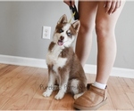 Small Photo #1 Pomsky Puppy For Sale in KANSAS CITY, MO, USA