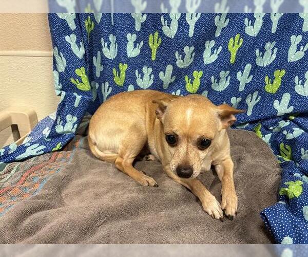 Medium Photo #1 Chihuahua Puppy For Sale in Modesto, CA, USA