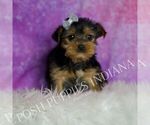 Small Photo #65 Yorkshire Terrier Puppy For Sale in WARSAW, IN, USA