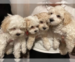 Maltese-Poodle (Toy) Mix Puppy for sale in MANCHACA, TX, USA